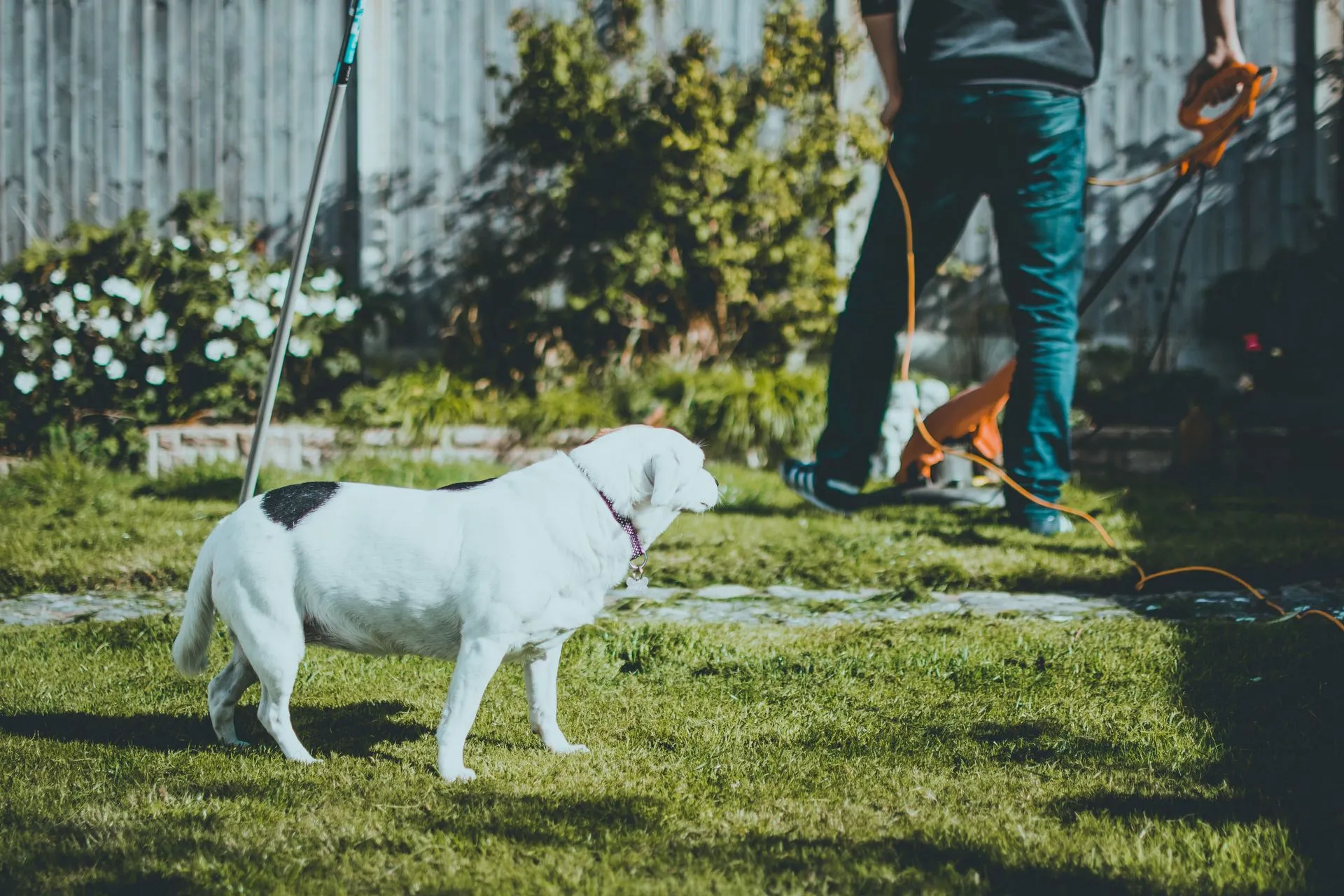 Professional Lawn Care Services in Albany