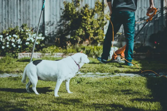 Professional Lawn Care Services in Albany