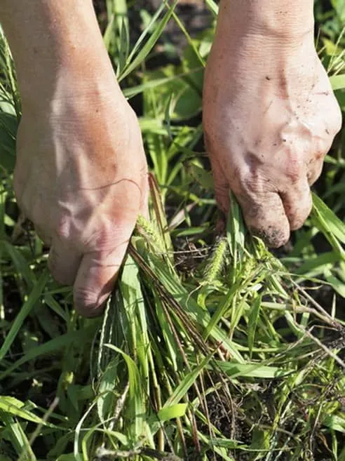 lawn maintenance services