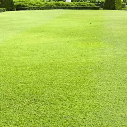 lawn service company