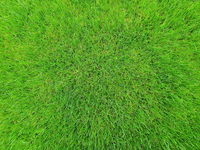 lawn maintenance services