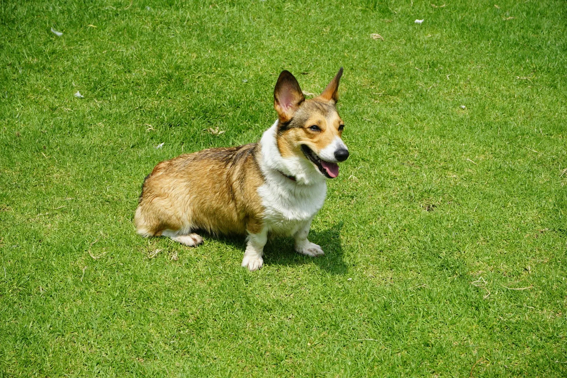 lawn maintenance services